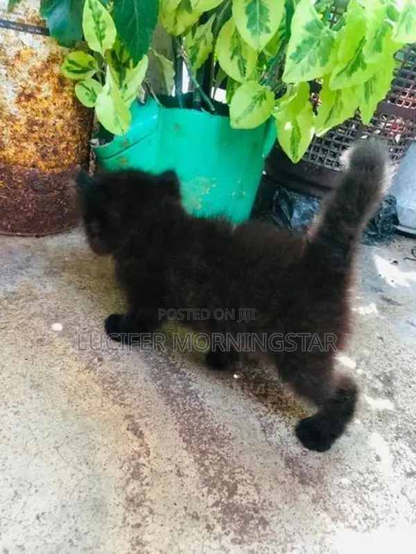 Persian Kittens