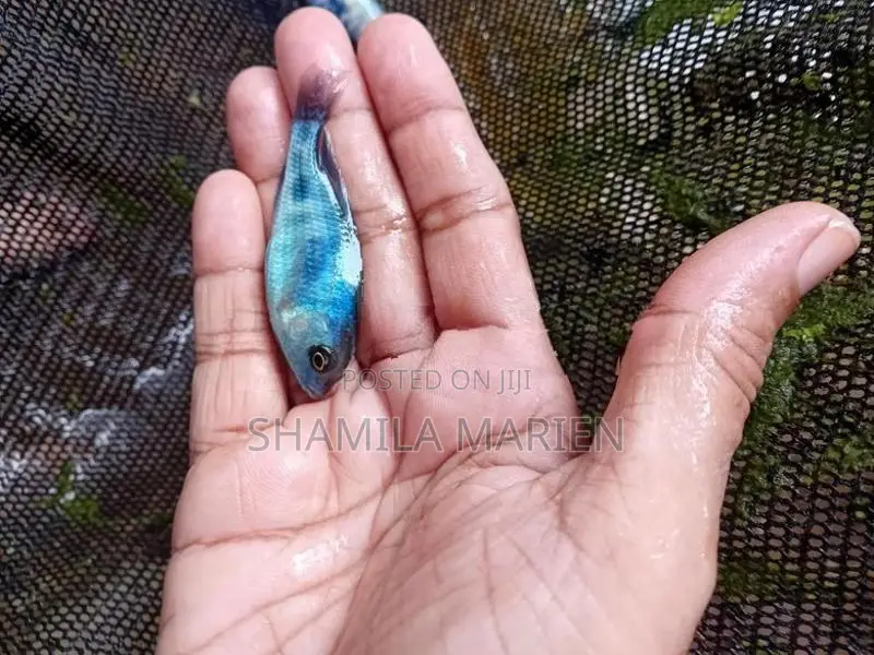 dolphin malavi fish