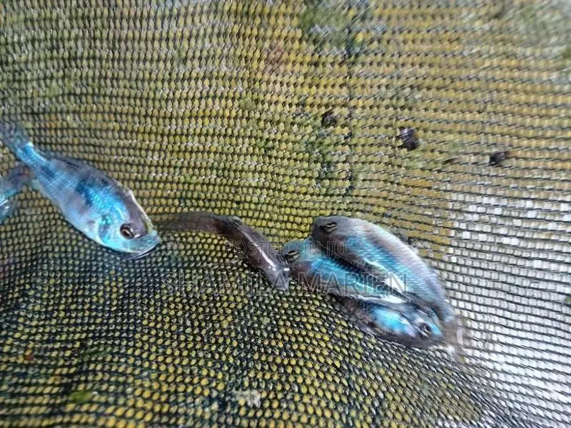 dolphin malavi fish