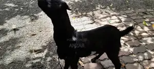 Goat