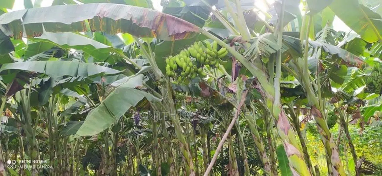 Land For Sale Buttala