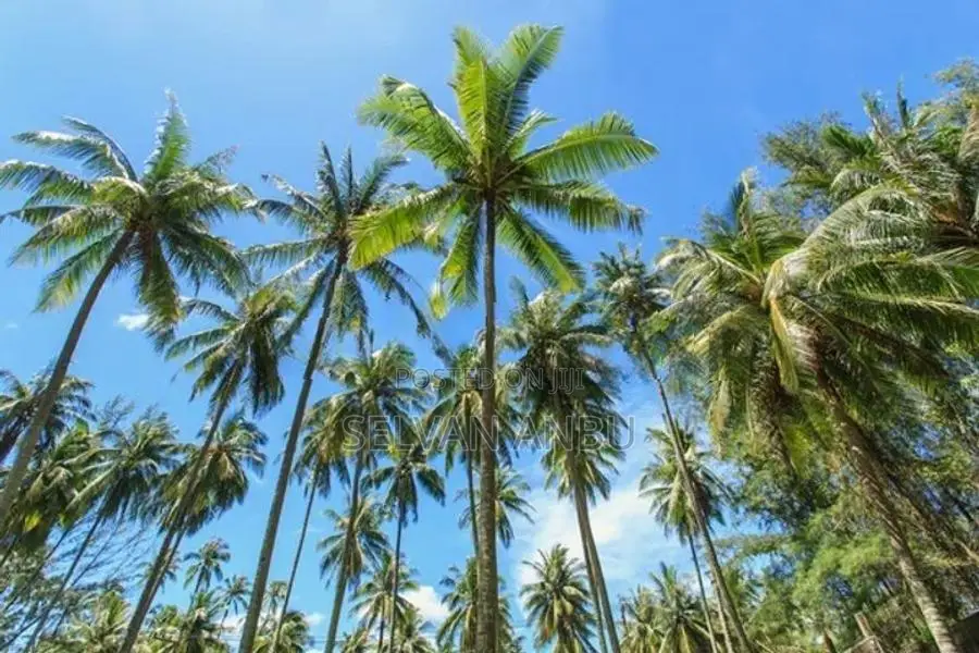 Land for Sale Mirusuvil
