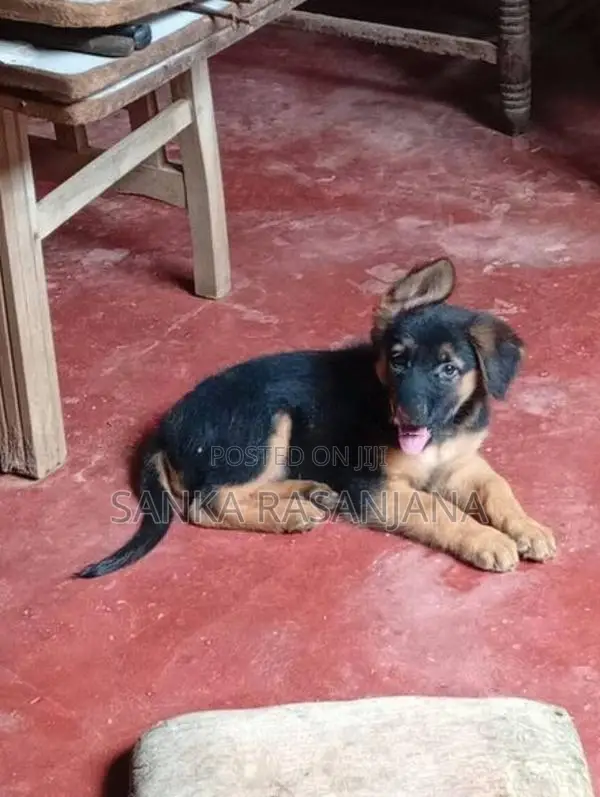 German Shepherd Female Puppy.