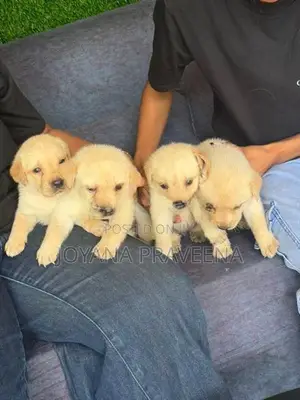 Labrador Puppies