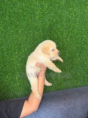 Labrador Puppies