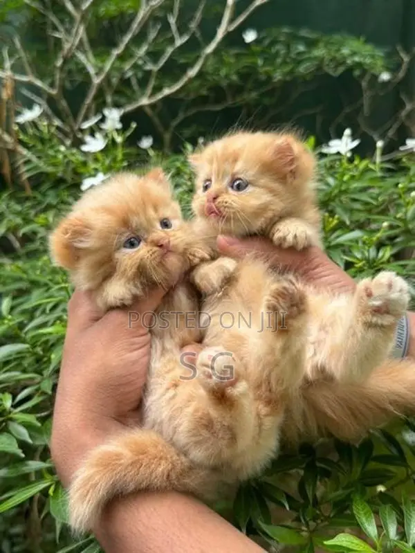 Persian Cat