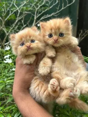 Persian Cat