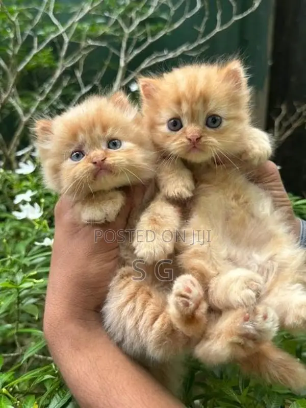 Persian Cat