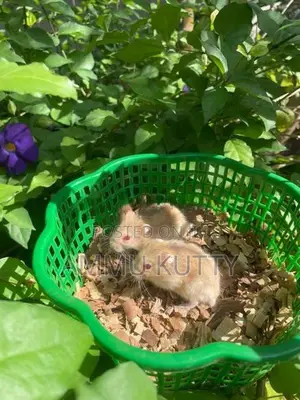 Dwarf Hamster