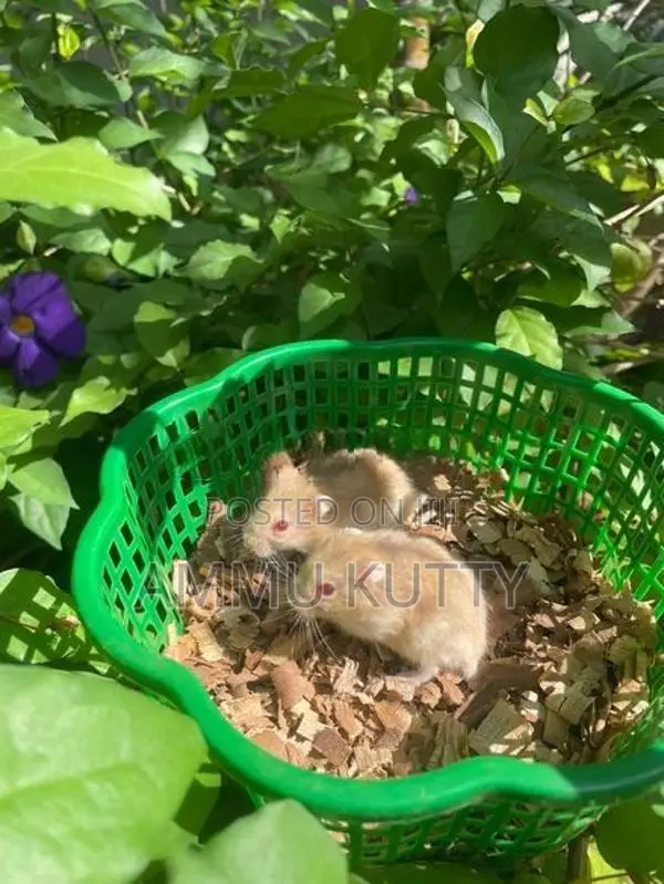 Dwarf Hamster