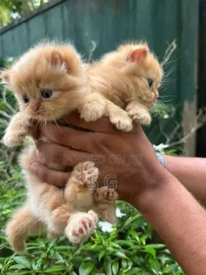Persian Cat