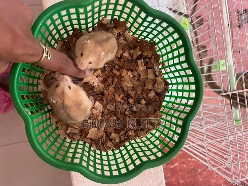 Dwarf Hamster