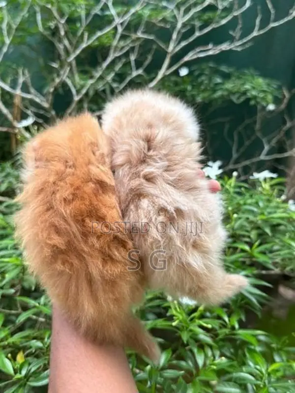 Persian Cat