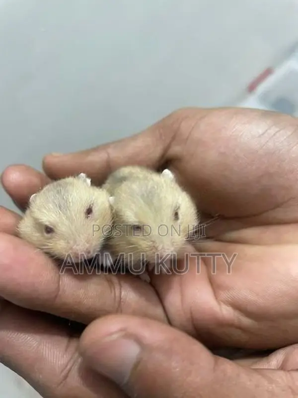 Dwarf Hamster