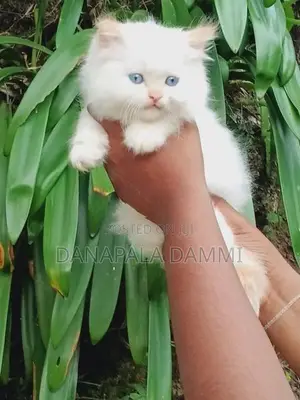 Persian kitten