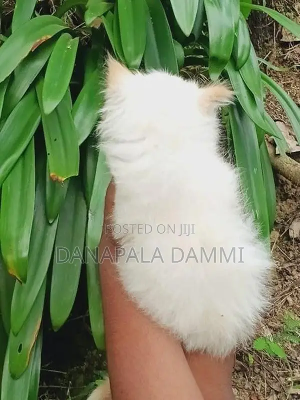 Persian kitten