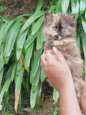 Persian kitten