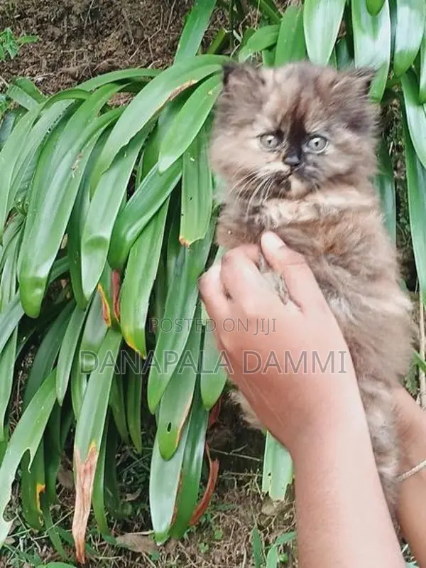 Persian kitten