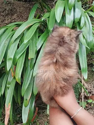 Persian kitten