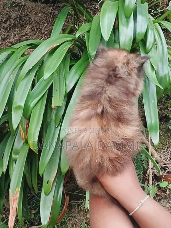 Persian kitten