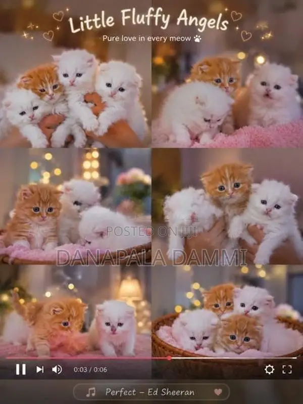 Persian kitten