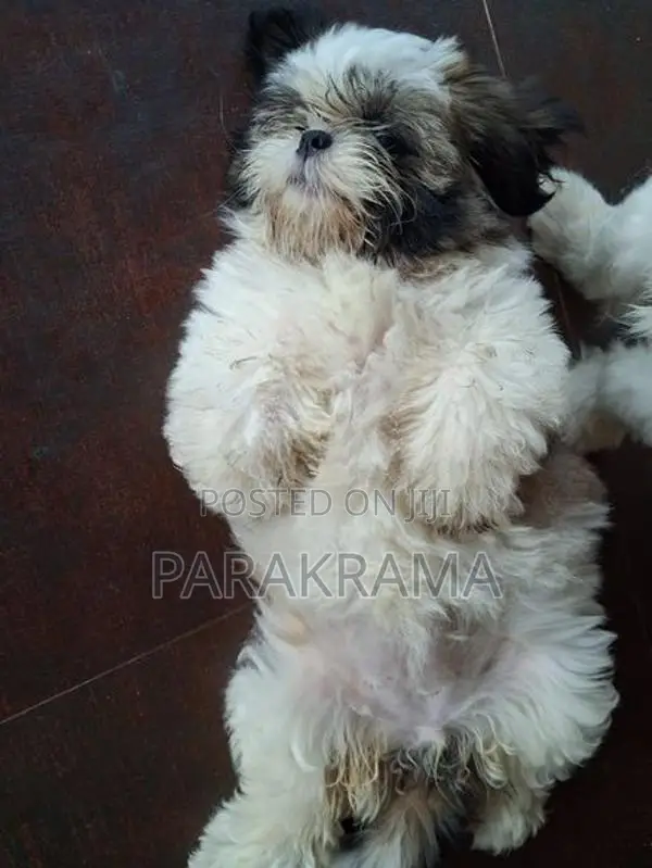 Shih Tzu Puppy