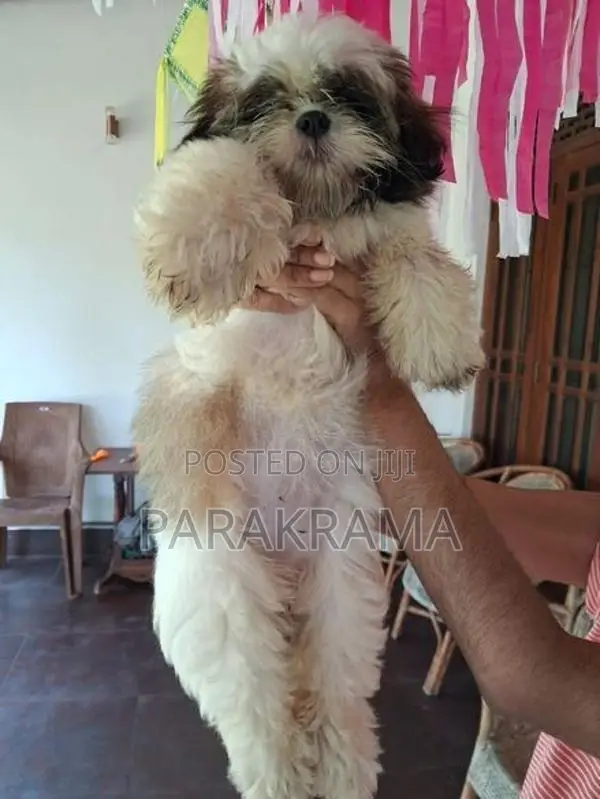 Shih Tzu Puppy