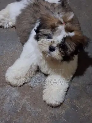 Shih Tzu Puppy