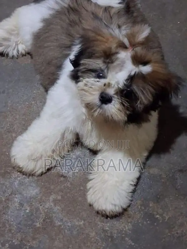Shih Tzu Puppy