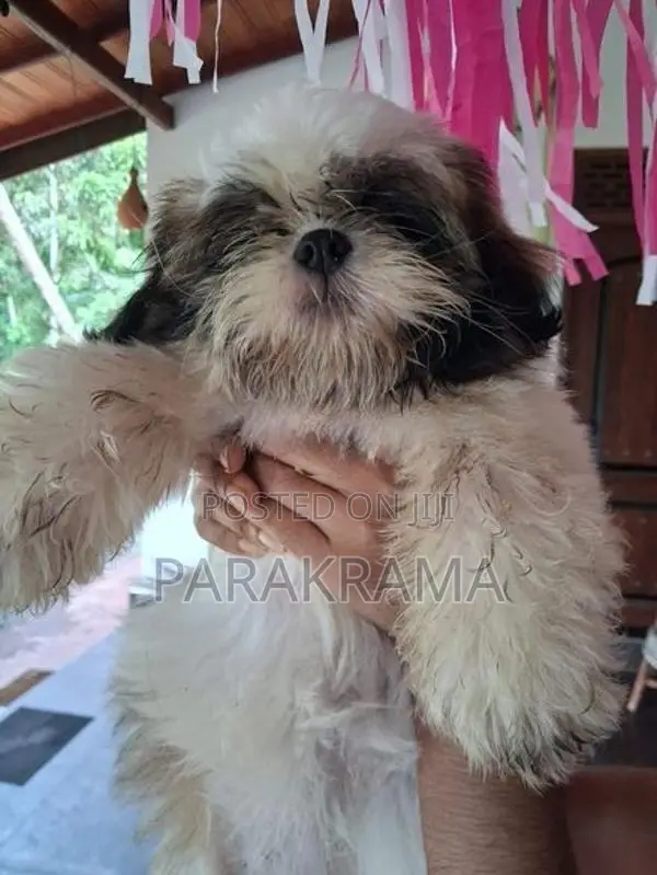 Shih Tzu Puppy