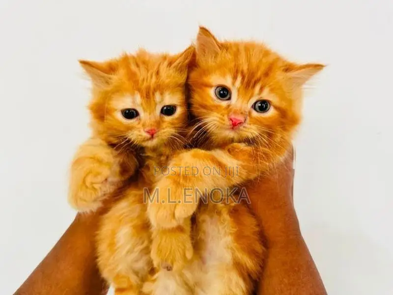 Persian Kittens