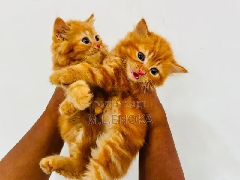Persian Kittens