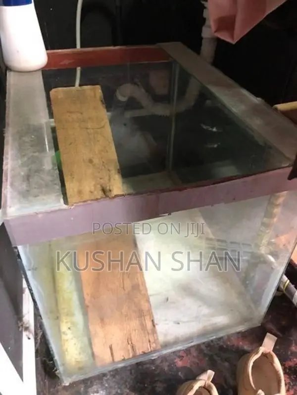fish tank