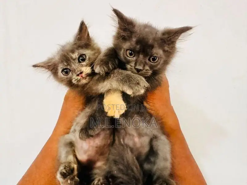 Persian Kittens