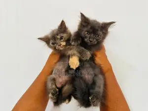 Persian Kittens