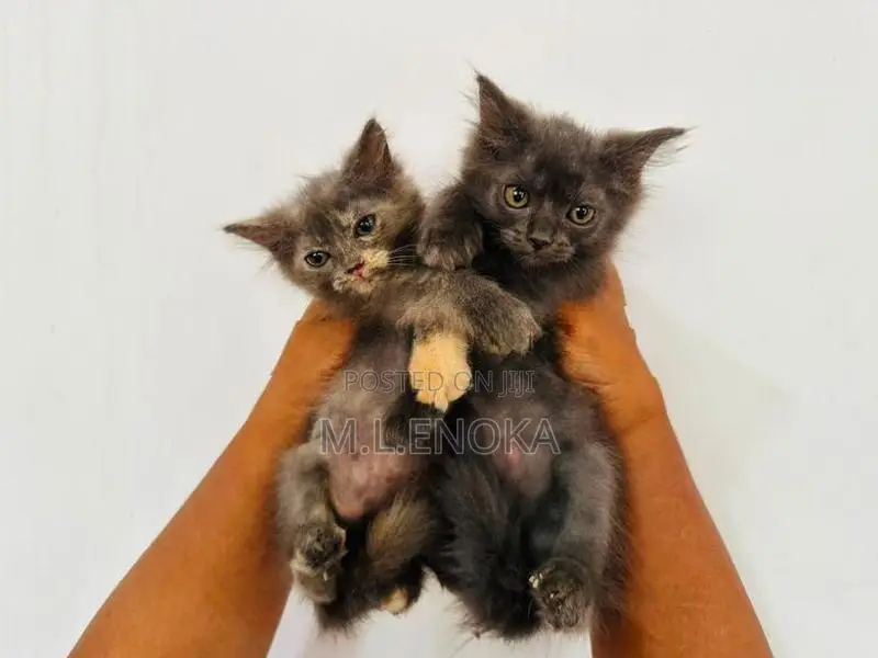 Persian Kittens