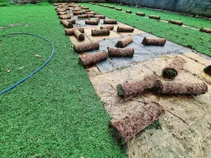 Malaysian Grass Carpet