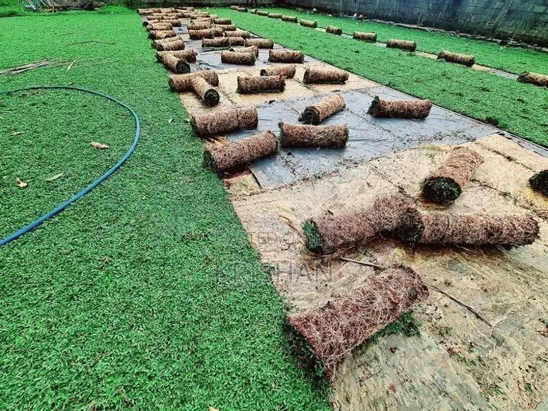 Malaysian Grass Carpet