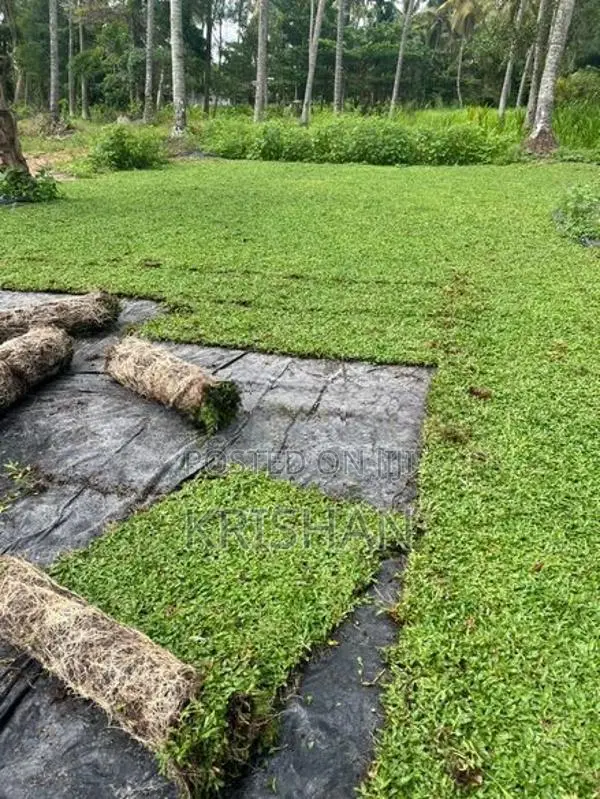 Malaysian Grass Carpet