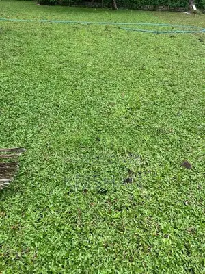 Malaysian Grass Carpet