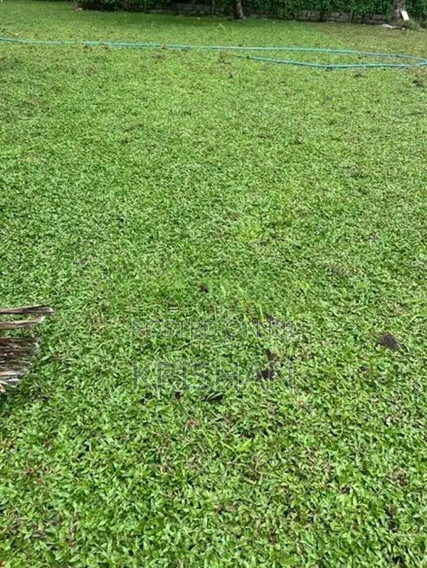 Malaysian Grass Carpet