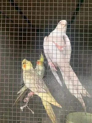 Cocktail Bird