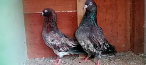Red Pakistan Pigeon