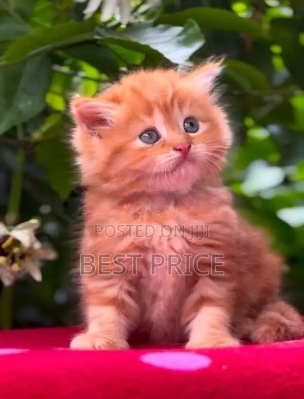 Ginger Persian kitten female
