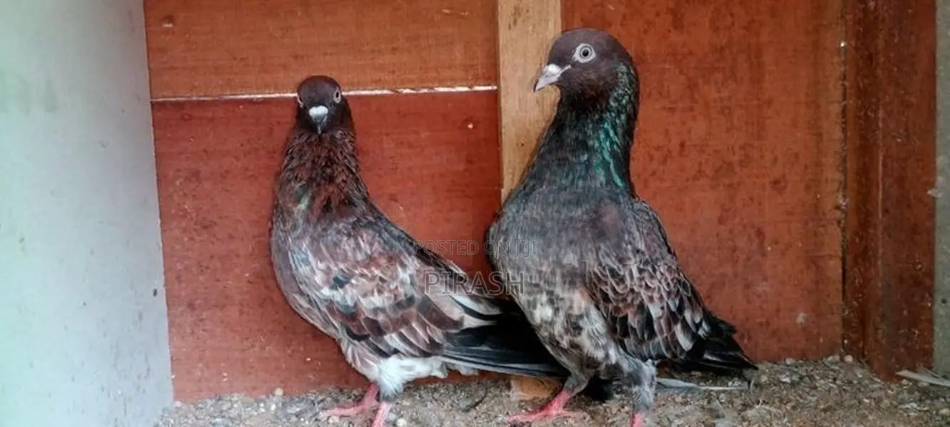 Red Pakistan Pigeon