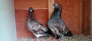 Red Pakistan Pigeon