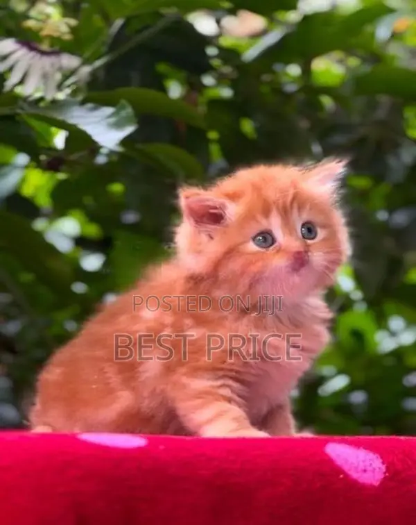 Ginger Persian kitten female