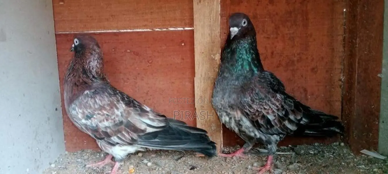 Red Pakistan Pigeon