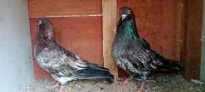 Red Pakistan Pigeon