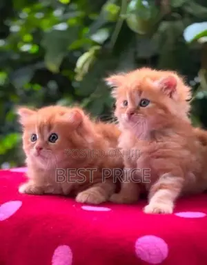 Ginger Persian kitten female